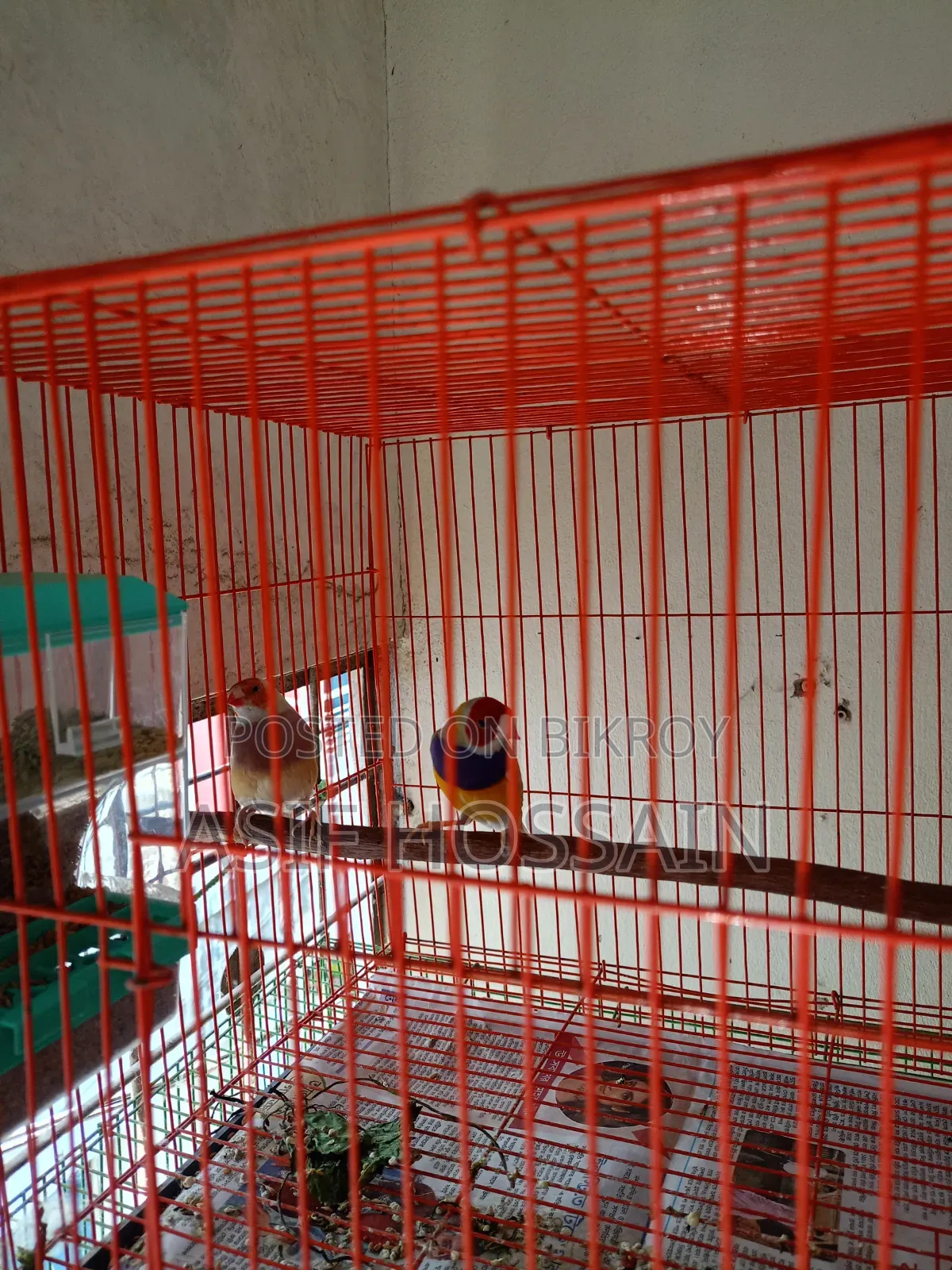 Gouldian Finch New Adult Pair Full Tame Cockatiel Baby