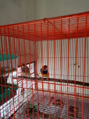 Gouldian Finch New Adult Pair Full Tame Cockatiel Baby