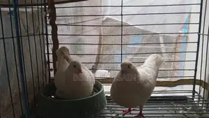 Full Fresh Running Pigeon