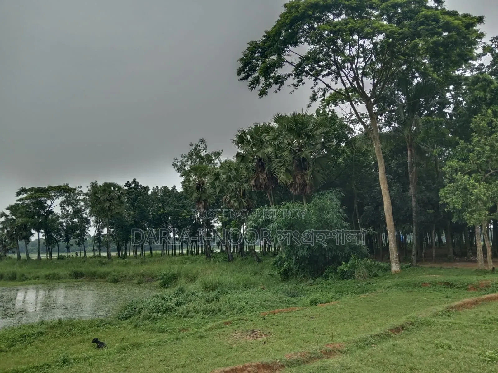 গাজিপুর সিটিতে ৪০ নং ওয়ার্ডে এক দাগে ৮ বিঘা