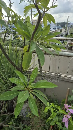কাঠগোলাপ গাছ সাদা হলুদ ফুল