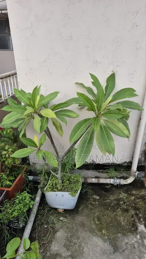 কাঠগোলাপ গাছ সাদা হলুদ ফুল
