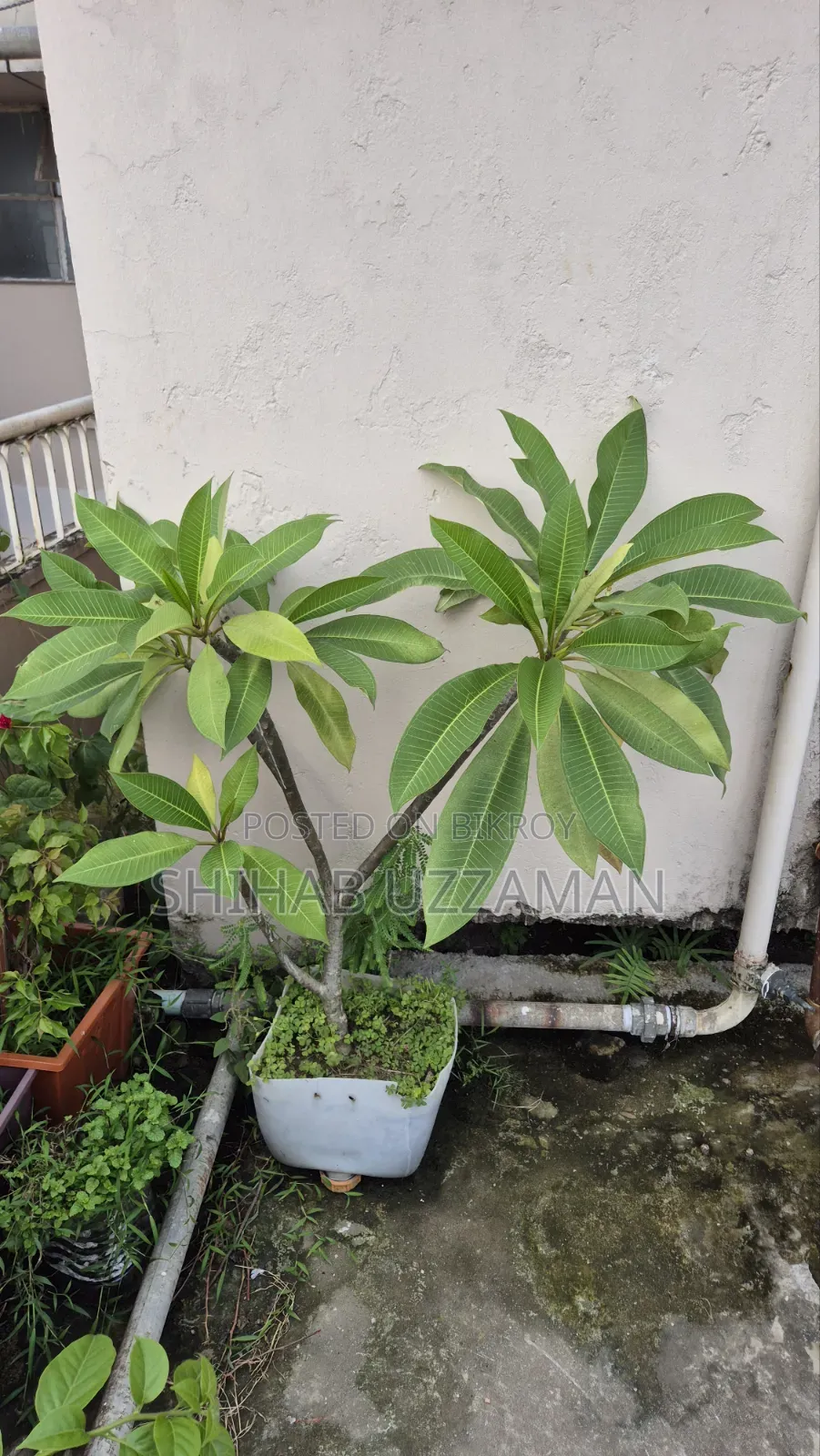 কাঠগোলাপ গাছ সাদা হলুদ ফুল