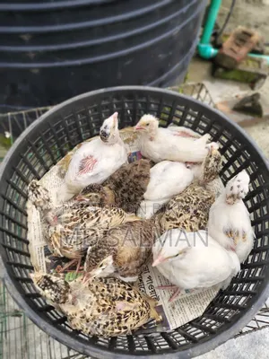 European Giant Coturnix