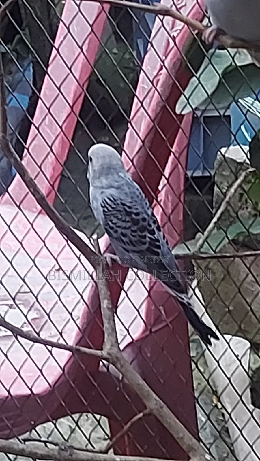 Budgerigar Bird