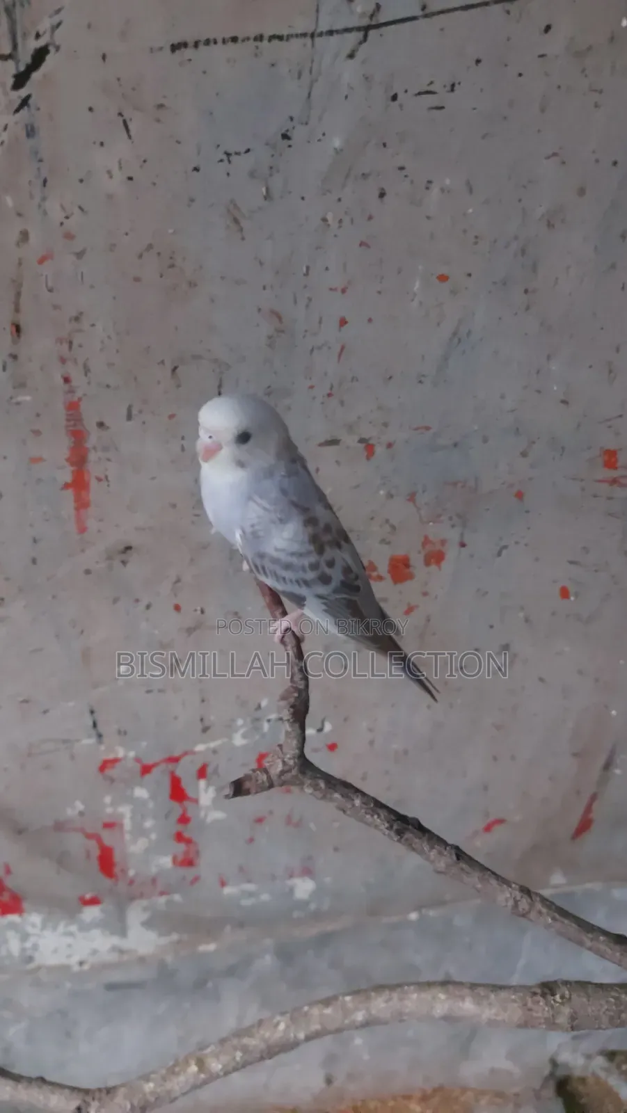 Budgerigar Bird