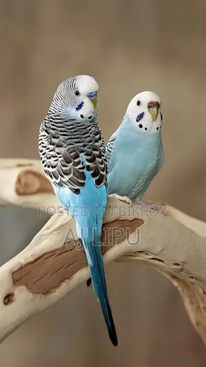Selling 2 pairs of Budgie birds, 2000 Taka per pair