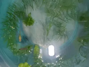 Fire Red Cherry Shrimp