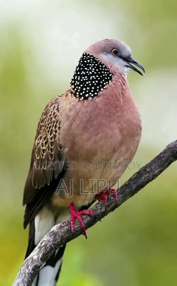একজোড়া ঘুঘু বিক্রি হবে।