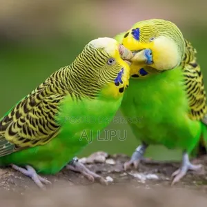 A pair of Budgerigar birds for sale