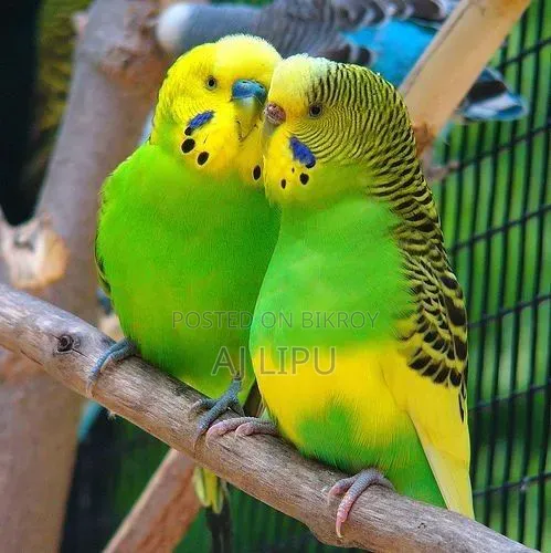A pair of Budgerigar birds for sale