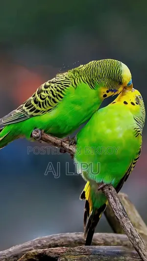 A pair of Budgerigar birds for sale