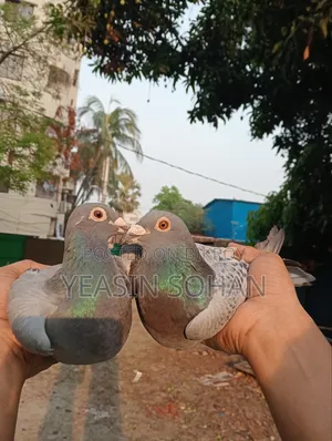 টপ কোয়ালিটির রেসার কবুতর