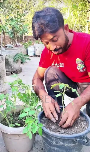 Tomato Seedlings