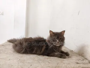1+ Year Female Purebred Persian