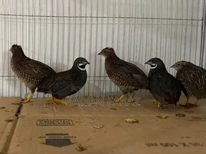 Classic King Quail