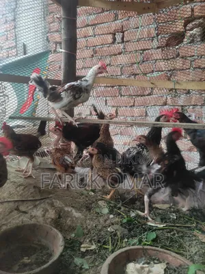 অরজিনাল দেশি মোরগ,মুরগি