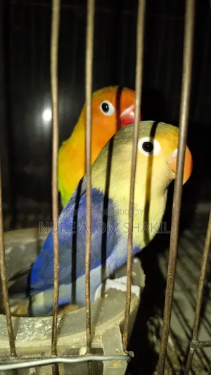 Love Bird Running Paired