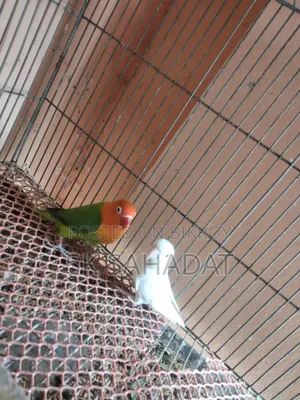 Lovebird birds