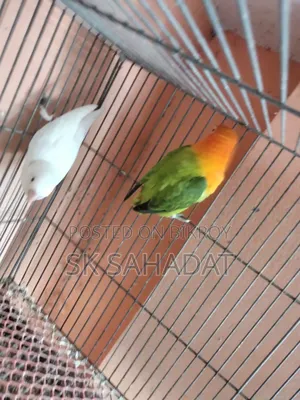 Lovebird birds