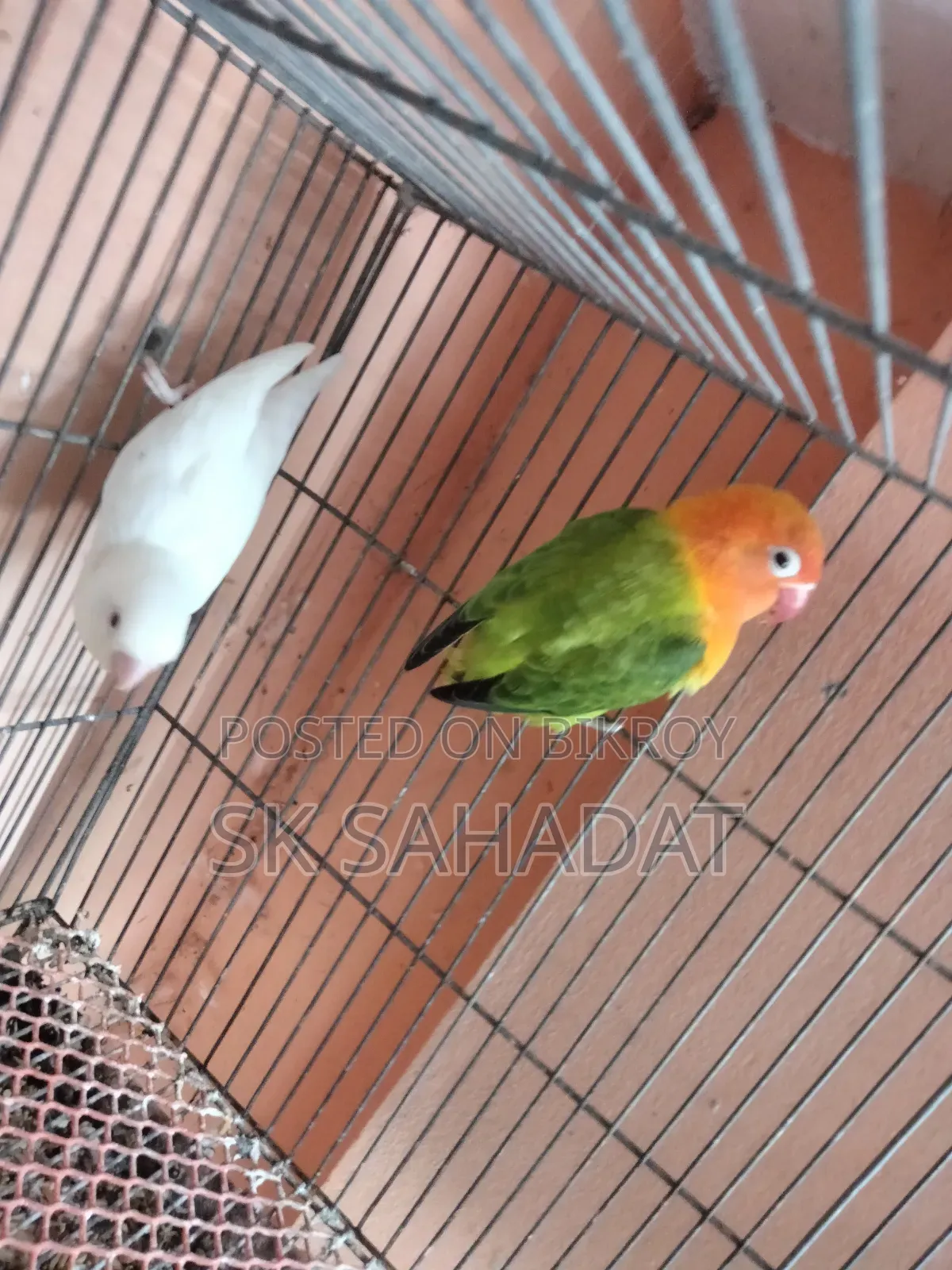 Lovebird birds