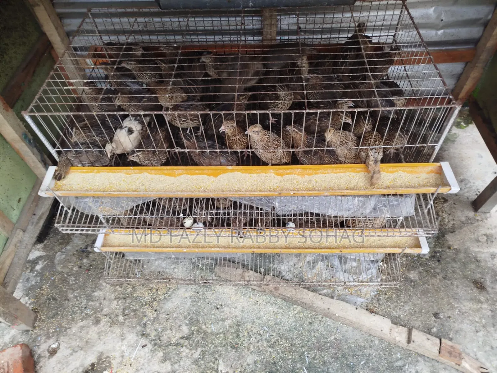 Bird Cage With Quail
