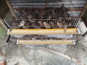 Bird Cage With Quail