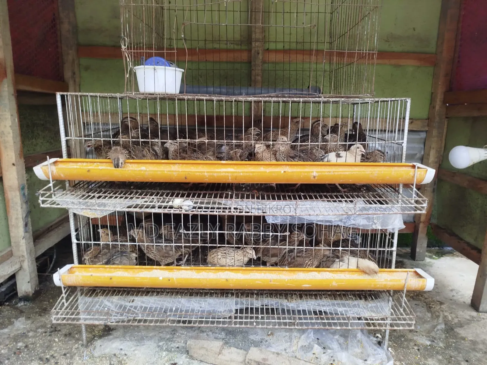 Bird Cage With Quail