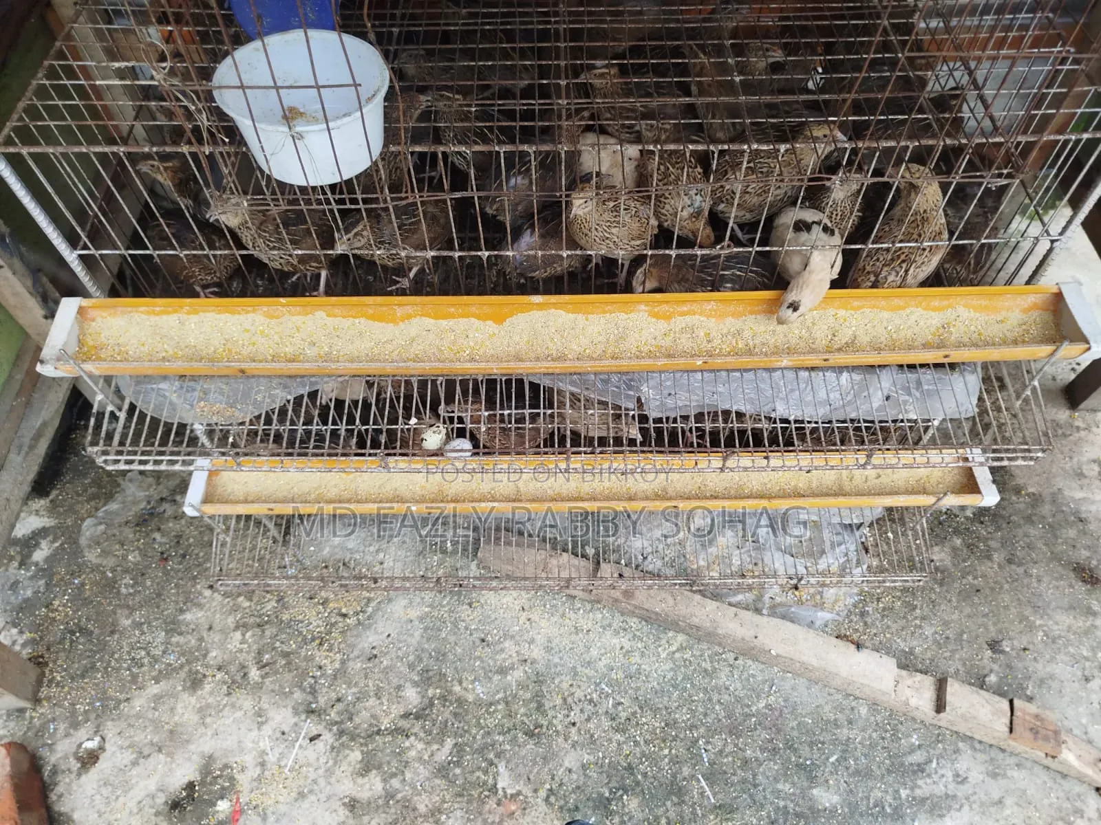 Bird Cage With Quail