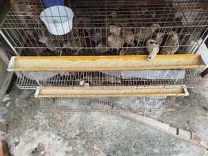 Bird Cage With Quail