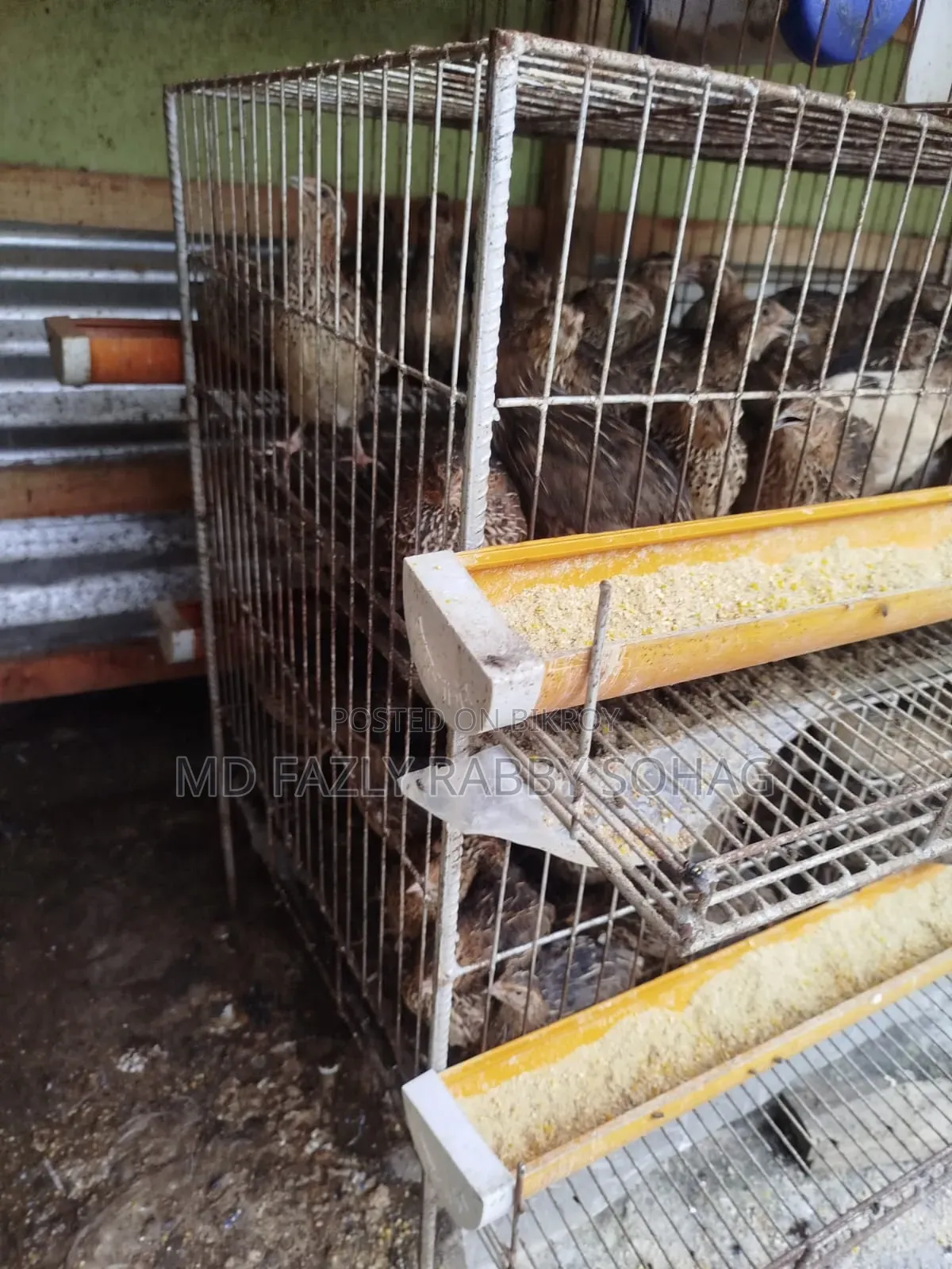 Bird Cage With Quail