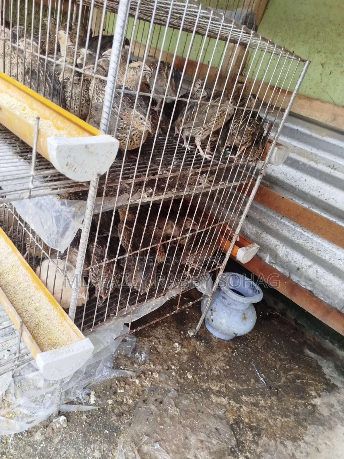 Bird Cage With Quail
