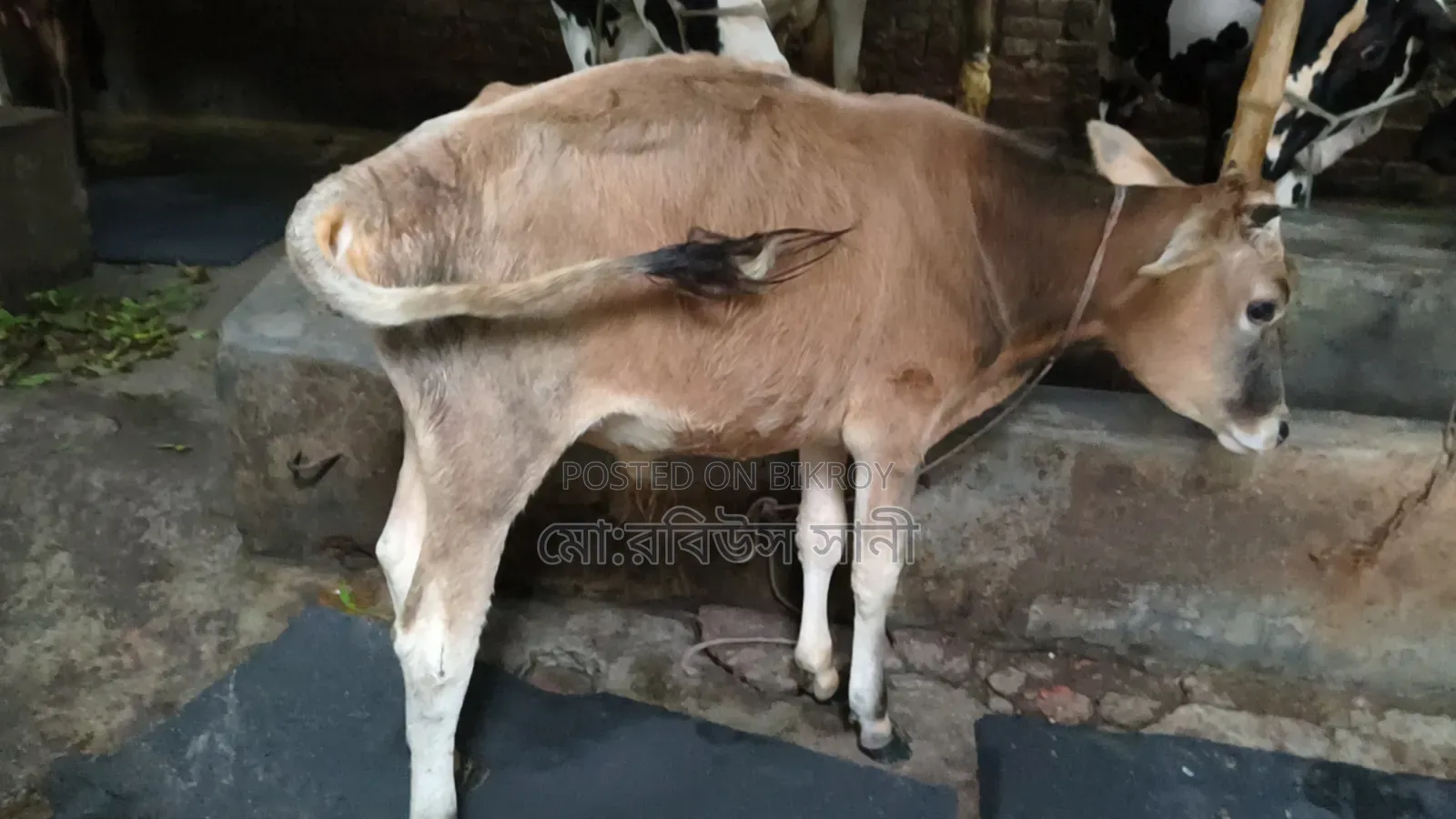 ষাড় বাচ্চা