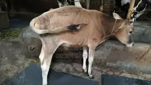 ষাড় বাচ্চা