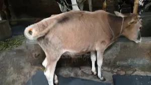 ষাড় বাচ্চা