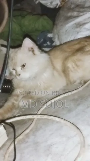 ৬-১২ মাস বয়সী পুরুষ খাঁটি জাতের এক্সোটিক