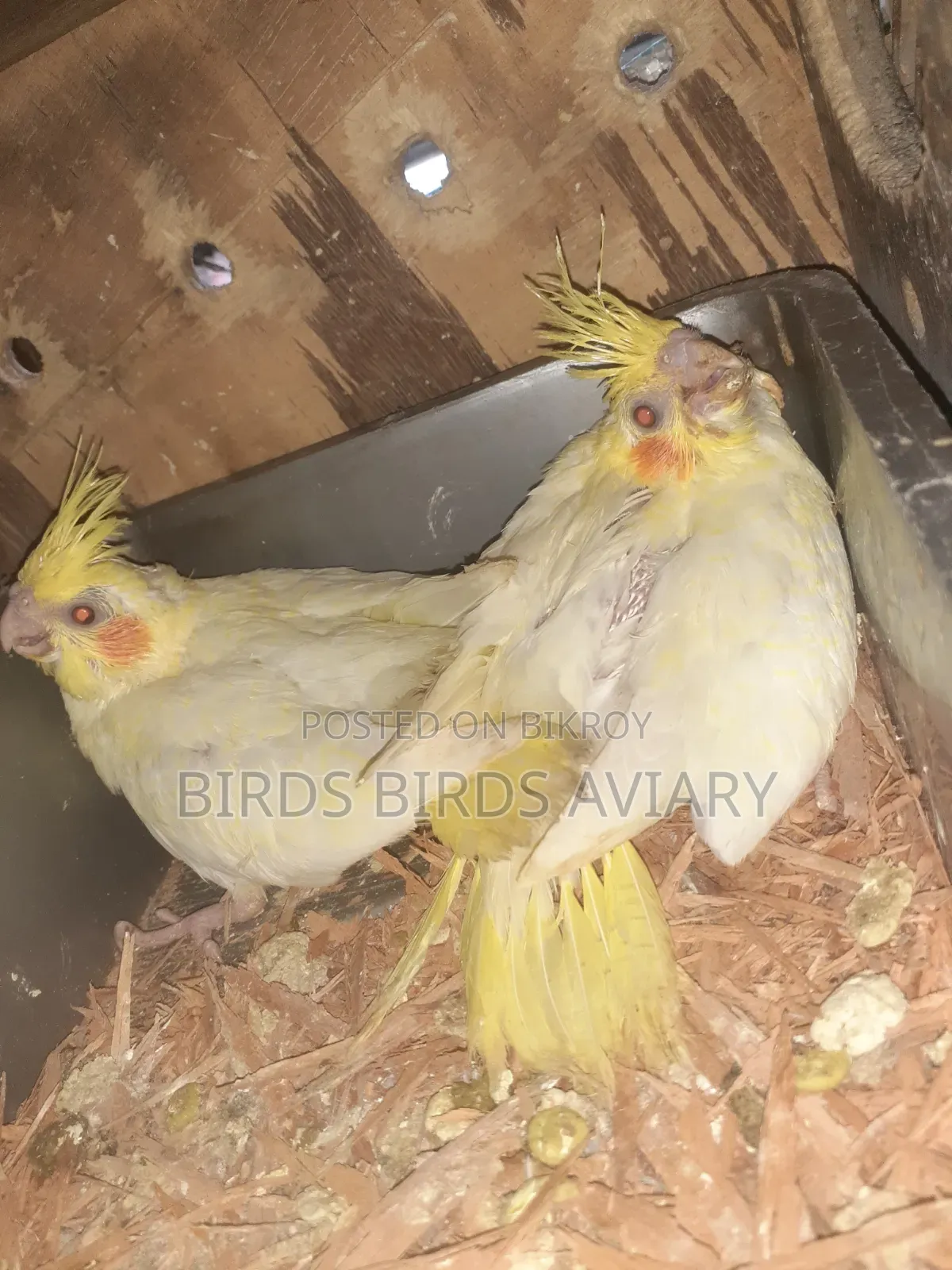 Lutino Cockatiel Baby Hand Feed Birds
