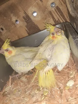 Lutino Cockatiel Baby Hand Feed Birds