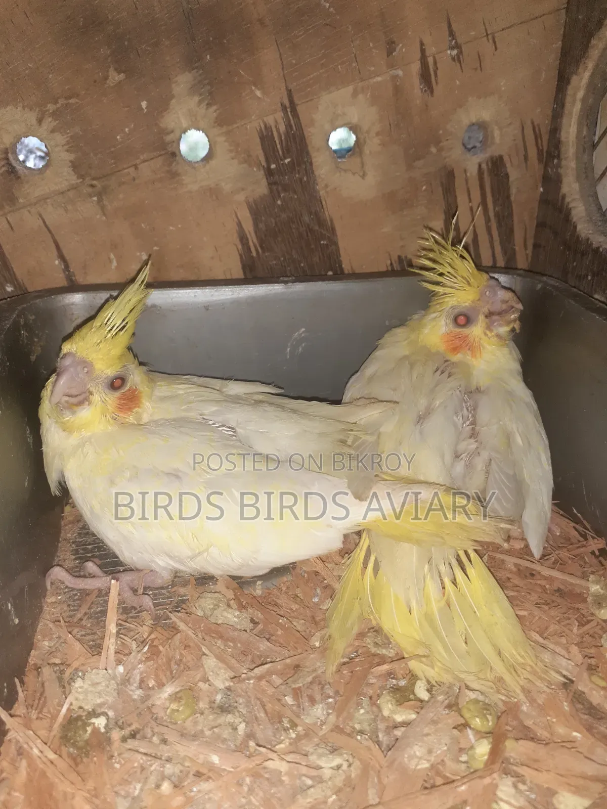 Lutino Cockatiel Baby Hand Feed Birds