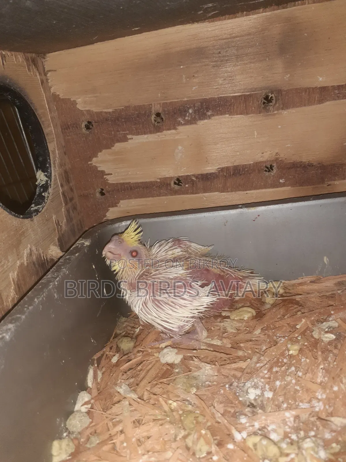Lutino Cockatiel Baby Hand Feed Birds