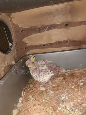 Lutino Cockatiel Baby Hand Feed Birds