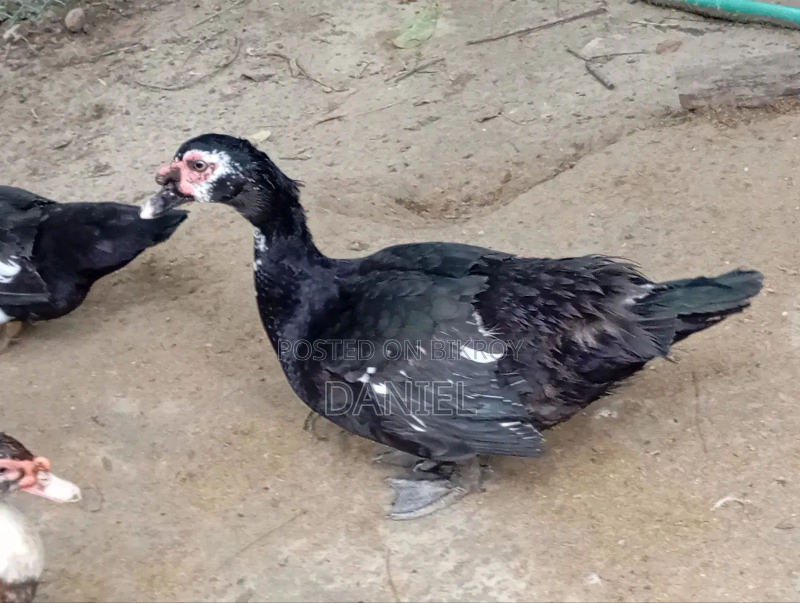 হাঁস বিক্রয়