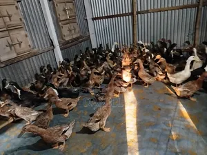 হাঁস বিক্রয়