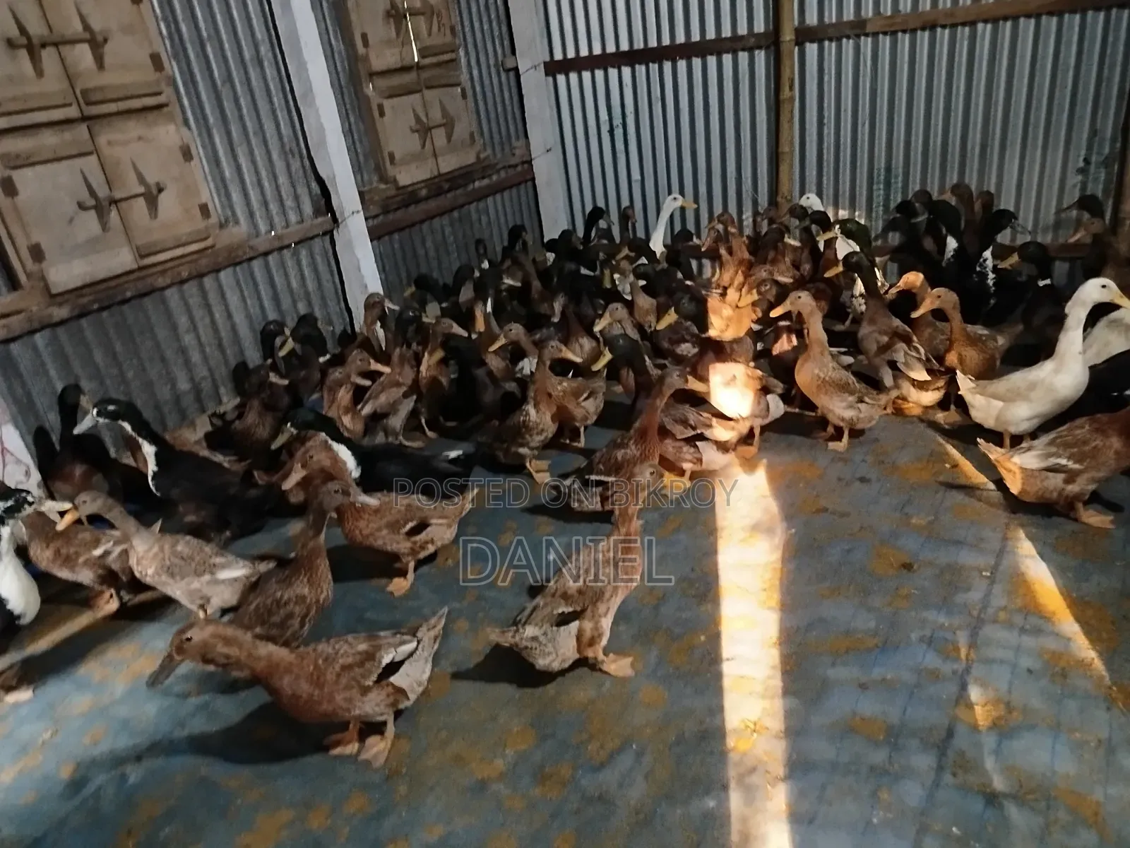হাঁস বিক্রয়