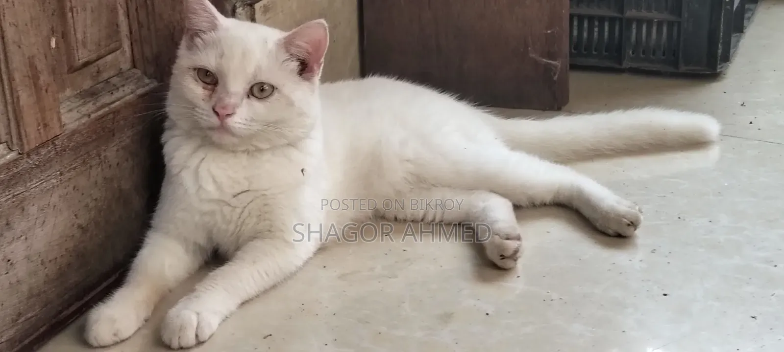 1-3 Months Female Purebred British Shorthair