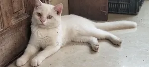 1-3 Months Female Purebred British Shorthair
