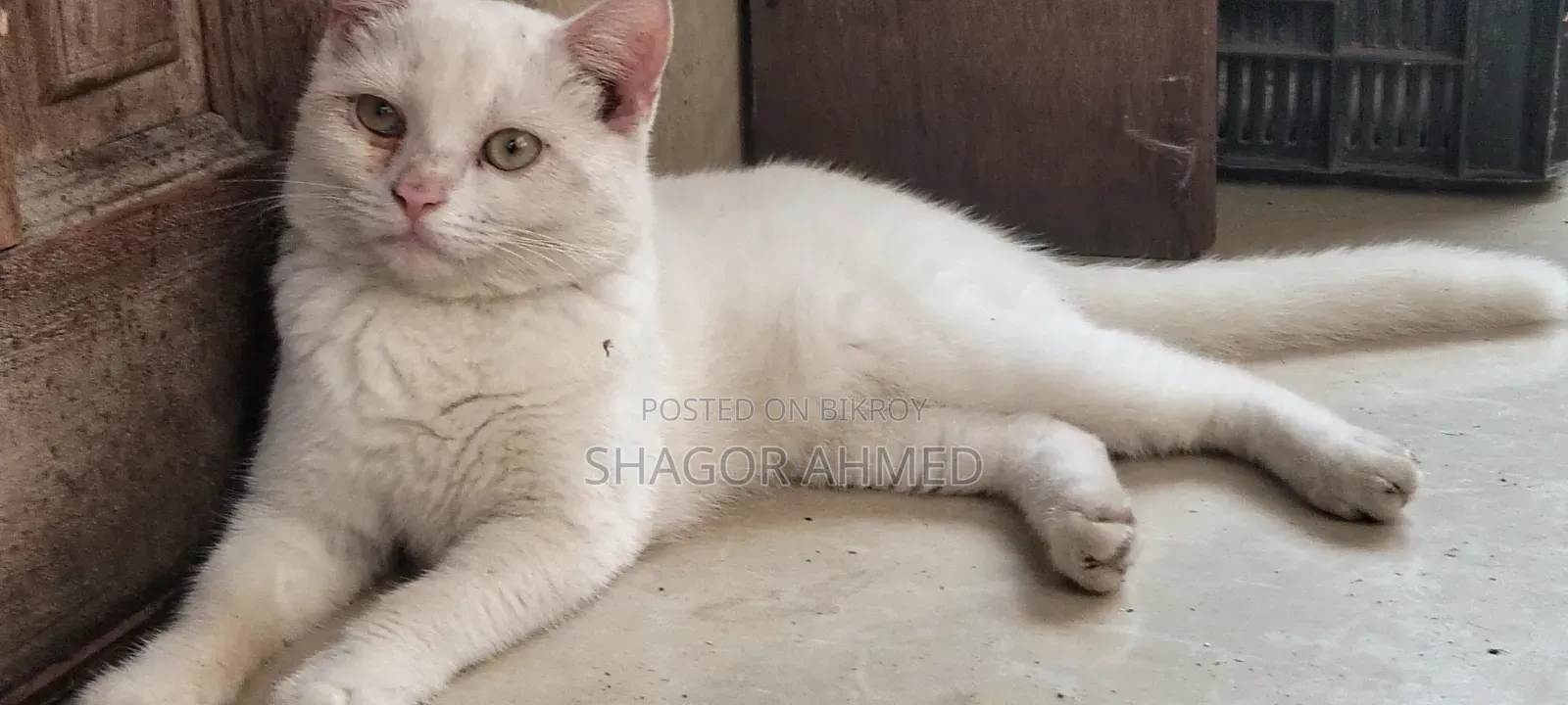 1-3 Months Female Purebred British Shorthair