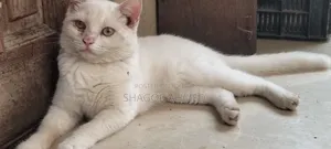 1-3 Months Female Purebred British Shorthair