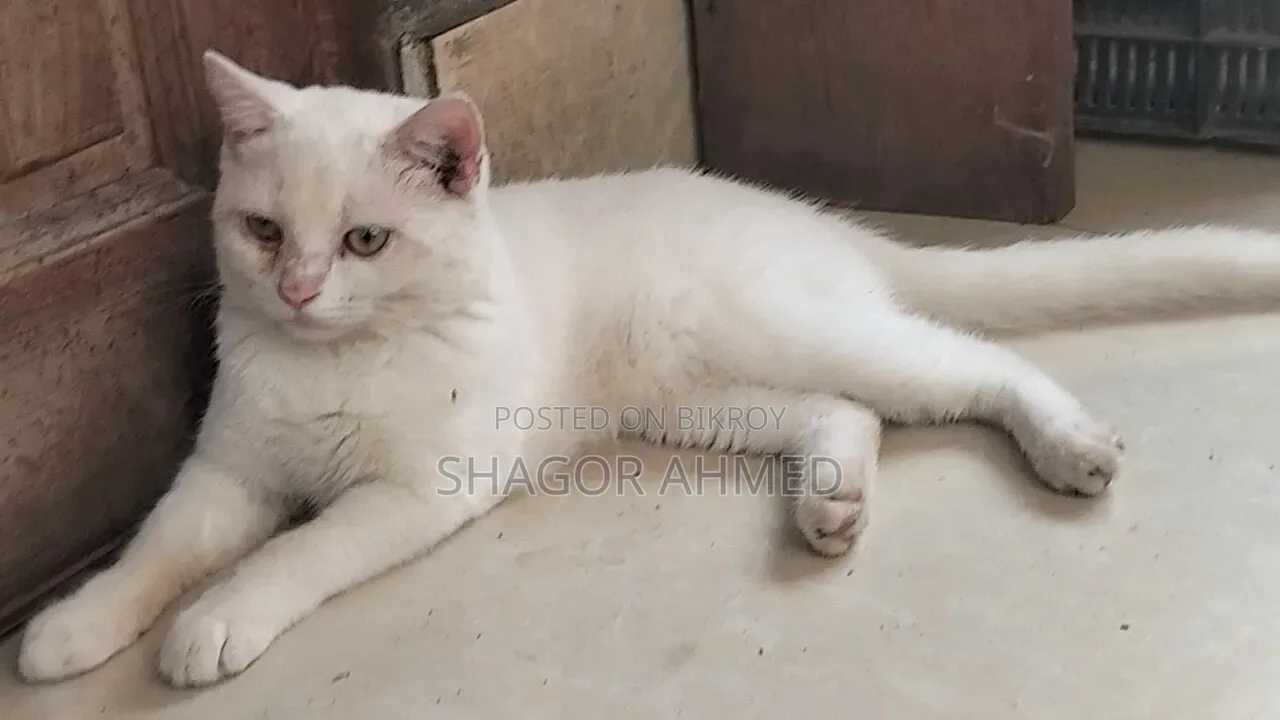 1-3 Months Female Purebred British Shorthair