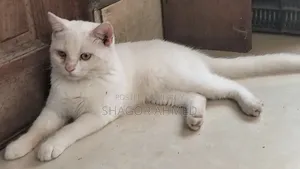 1-3 Months Female Purebred British Shorthair